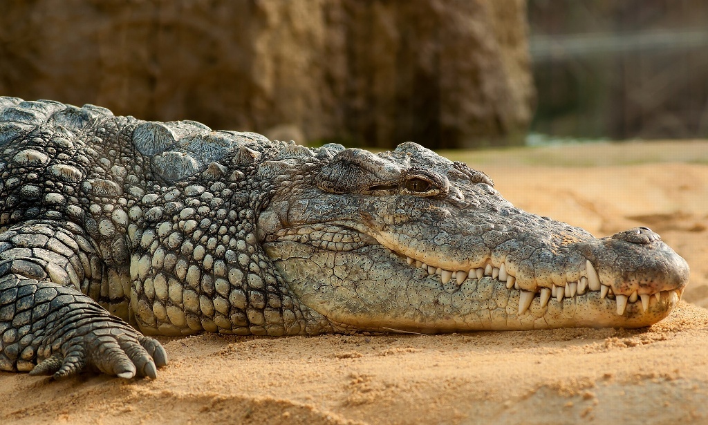 Cocodrilo ataca y mata a mujer que lavaba ropa en una laguna de Tampico |  NoticiaSiglo21